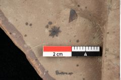 Foto (Detailansicht) von Asterocalyx styriacus Ettingshausen (NHMW-GEO-2024-0188-0414)